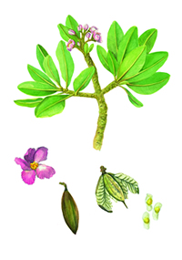 Kielmeyera rubiflora