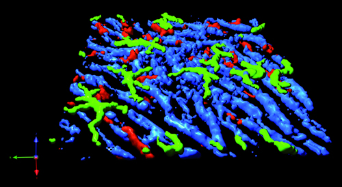 Reconstrução em 3D de microscopia intravital de fígado de camundongos. Macrófagos hepáticos (em vermelho) no interior dos capilares sinusóides (azul), em contato direto com a circulação sanguínea. No espaço extravascular, encontram-se as células dendríticas hepáticas (verde).