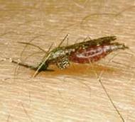 Malaria_ICB_USP.jpg