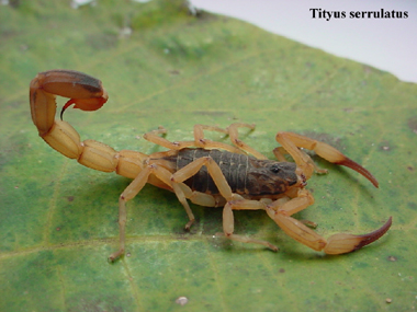 Tityus-serrulatus.jpg