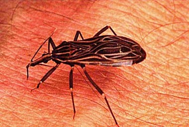 barbeiro_chagas.jpg