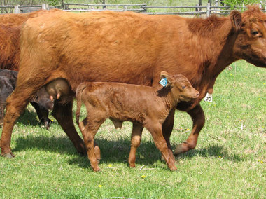 calf-and-cow-23441282066956XK1H.jpg