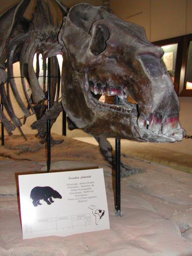 DSCN0212-platensis.JPG