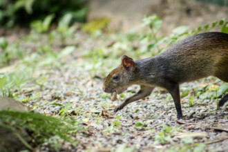 A imagem mostra um pequeno roedor, com a pelagem de cor cinza e marrom, em pé sobre um chão coberto por pedras e vegetação rasteira. O roedor tem as orelhas pontiagudas e os olhos escuros. O animal está com a boca aberta, segurando um objeto redondo em seu interior, e com uma das patas dianteiras suspensa. A cena é ao ar livre, com a vegetação em foco na parte inferior esquerda e o restante do fundo desfocado.
