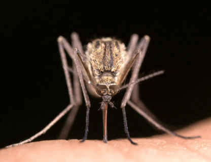 Foto mostra imagem com zoom de mosquito picando pessoa