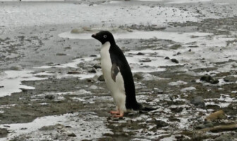 Pinguim na Antártica