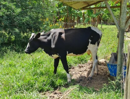 A imagem mostra uma vaca de pelagem preta e branca em um pasto verde e ensolarado. A vaca está parada, olhando para a esquerda da foto, e seu corpo é predominantemente preto com grandes manchas brancas. Ao fundo, há uma área de sombra de árvores e arbustos. No lado direito, uma estrutura rústica de madeira com um telhado de metal e um cocho azul são visíveis, indicando uma área de alimentação ou abrigo. O céu é azul e o sol ilumina o pasto.