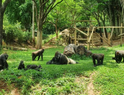 Gorilas no Jardim Zoológico de Belo Horizonte