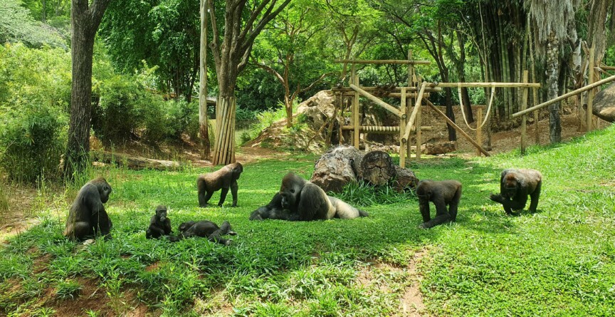 Gorilas no Jardim Zoológico de Belo Horizonte