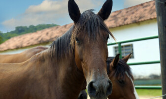 Cavalos na Fazenda Modelo de Pedro Leopoldo