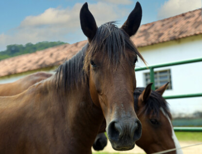 Cavalos na Fazenda Modelo de Pedro Leopoldo