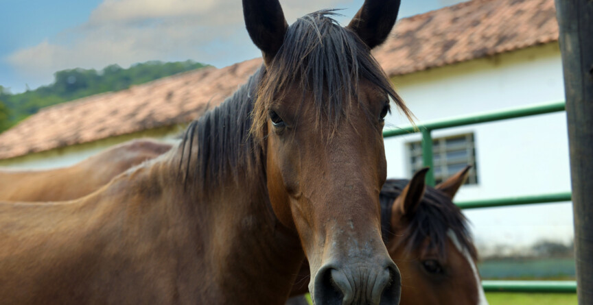 Cavalos na Fazenda Modelo de Pedro Leopoldo