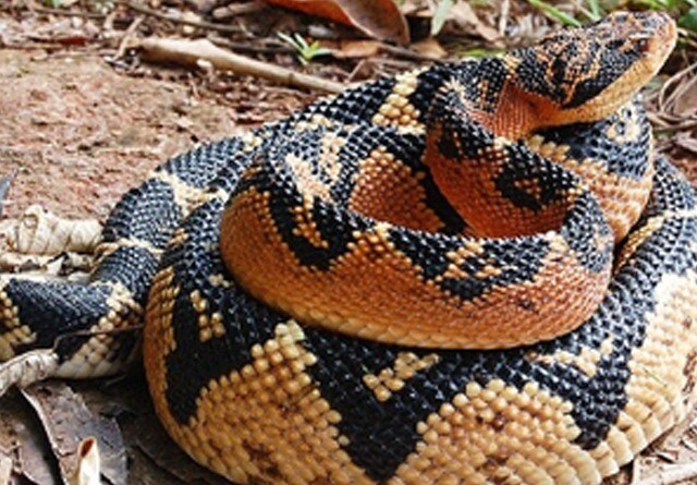 Animal do gênero Bothrops