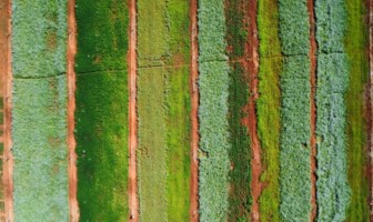 Plantas de cobertura serão utilizadas para o cultivo de milho