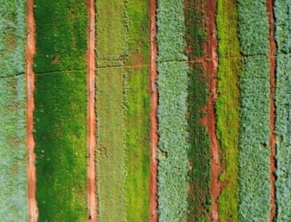 Plantas de cobertura serão utilizadas para o cultivo de milho