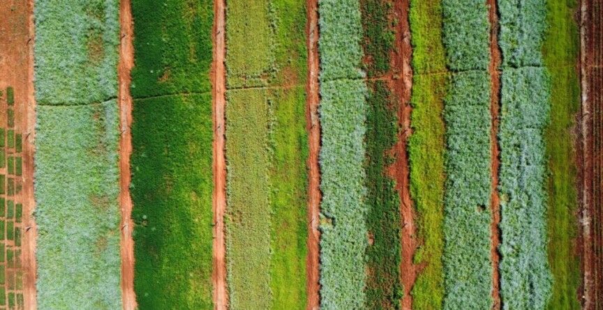 Plantas de cobertura serão utilizadas para o cultivo de milho