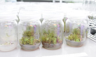 O PPGPV oferece duas linhas de pesquisa: 'Ciência e Tecnologia do Cultivo de Plantas' e 'Ciência e Tecnologia de Recursos Ambientais e Interação de Plantas'