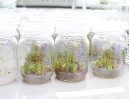O PPGPV oferece duas linhas de pesquisa: 'Ciência e Tecnologia do Cultivo de Plantas' e 'Ciência e Tecnologia de Recursos Ambientais e Interação de Plantas'