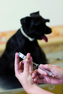 Vacina contra a leishmaniose visceral canina já chegou ao mercado. Foto: Rafael Mota/ UFMG