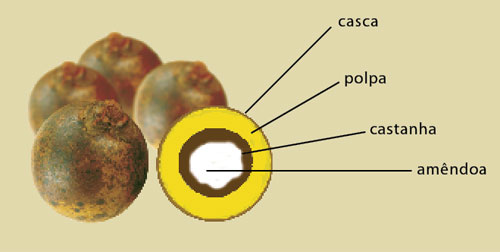 Todo o fruto  aproveitvel, da casca   amndoa