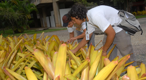 Tecnicos buscam focos do mosquito da dengue