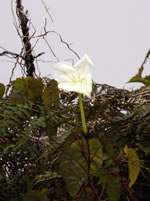 Ipomoea, espécie de flor encontrada em Galápagos, garante proteção à levedura Saccharomycopsis, que é espalhada no ambiente por insetos