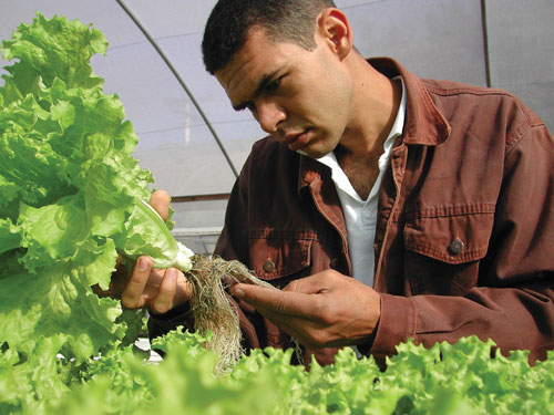 Tcnico maneja cultura de alface hidropnica no ICA, referncia no ensino e pesquisa agrcola no semirido mineiro