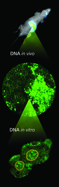 O esquema mostra a estratgia experimental utilizada para descrever um novo fenmeno durante a falncia heptica aguda. O acmulo heptico de material gentico oriundo de clulas mortas (DNA, aqui corado em verde) foi visualizado em animais de maneira no invasiva (no alto da imagem), e posteriormente em alta resoluo por microscopia intravital confocal (ao centro). Para elucidar de maneira mais precisa os mecanismos, os pesquisadores isolaram clulas hepticas (hepatcitos) e produziram imagens do mesmo fenmeno in vitro, em altssima resoluo (na parte baixa).