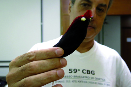 Fabrcio dos Santos com um espcime da ave popularmente conhecida como soldadinho: coleo  ambiente para validao de resultados