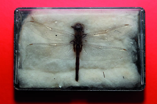 Exemplar da coleção de libélulas que ficará alojada em anexo ao ICB