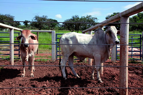 Animais na Fazenda Experimental de Igarapé: manejo responsável