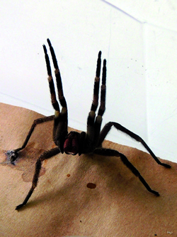 Aranha armadeira do aracnidário da Funed