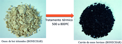 Tratamento térmico em altas temperaturas transforma os ossos de boi em carvão