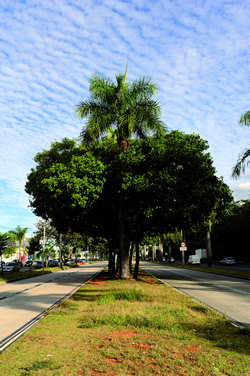 Sibipiruna é a espécie de árvore mais comum na região Centro-Sul