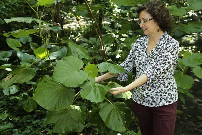 Estudo realizado no Programa Professor Residente atualiza informações sobre plantas descritas por Frei Vellozo