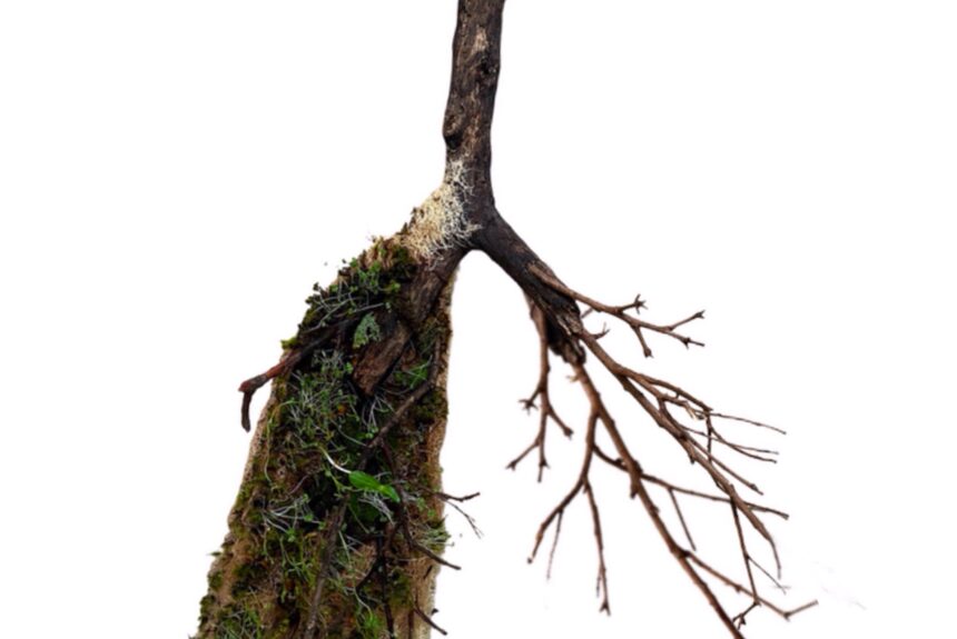 Artista mineira expõe escultura em formato de pulmão humano
