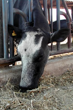 foto_fazenda_curral.jpg