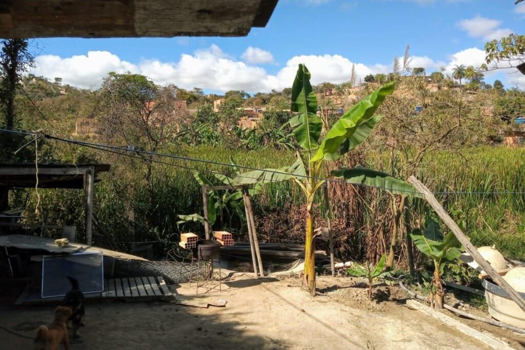 A imagem é a frente de um cartão postal, apresentando uma fotografia colorida em que predominam tons de verde. O dia está claro. Trata-se de um quintal. Em primeiro plano, no canto superior esquerdo, vê-se a extremidade de uma laje de concreto e, no canto inferior esquerdo, dois cachorros brincando à sua sombra. Em segundo plano, no centro da imagem, uma bananeira pequena se destaca, iluminada pelo sol. Ela está plantada em um quintal de terra batida onde também se vê, à sua esquerda, uma churrasqueira de ferro redonda com 4 tijolos por cima. No entorno, há alguns entulhos. Em terceiro plano, uma plantação de vegetação alta e verde e algumas árvores. Ao fundo, parcialmente encoberto pelas árvores, um morro com casas. Na faixa superior, céu azul com poucas nuvens. #PraCegoVer #ParaTodosVerem