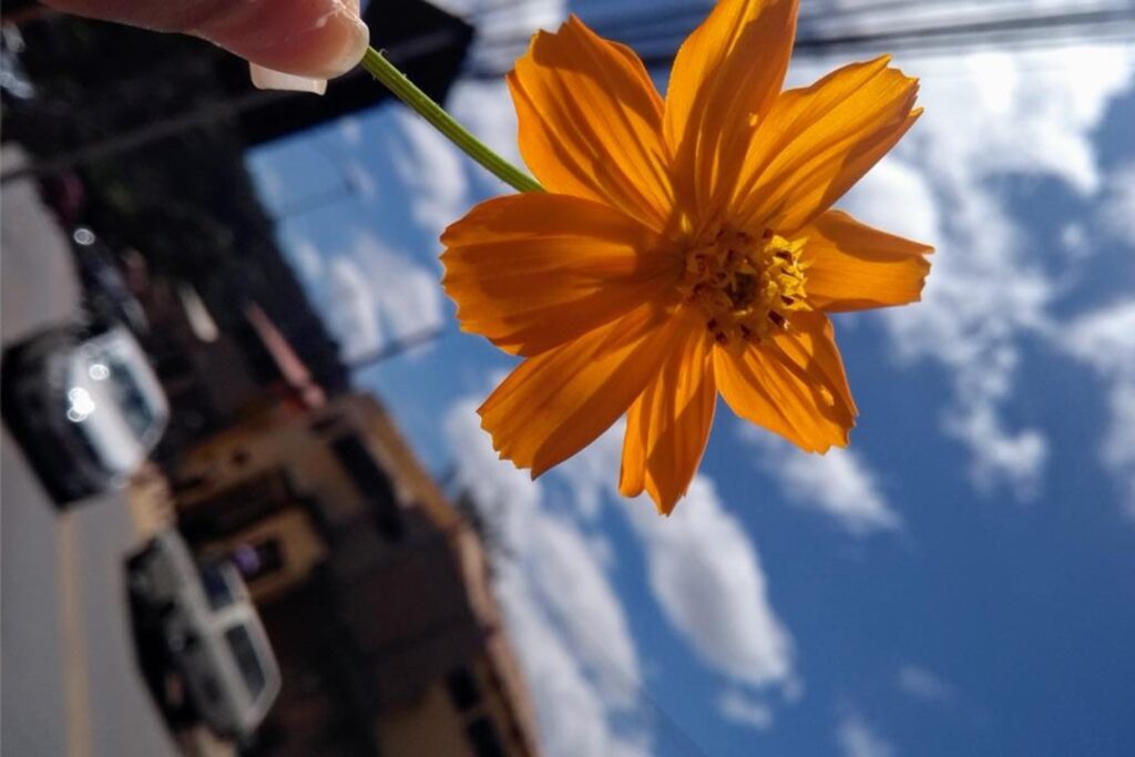 A imagem é a frente de um cartão postal, apresentando uma fotografia onde predominam as cores amarelo e azul. O dia está claro. Trata-se de uma flor. Em primeiro plano, no centro da imagem, destaca-se a pequena flor de miolo e oito pétalas amarelas e caule fino e verde. Vemos apenas a ponta dos dedos de quem a segura. Ao fundo, na imagem desfocada e angulada em sentido horário, destaca-se o céu azul, cheio de nuvens brancas. Também se vê a rua, com alguns carros e casas. #PraCegoVer #ParaTodosVerem