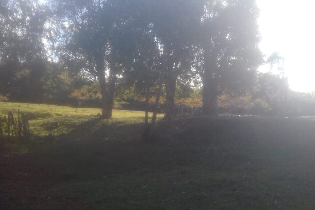 A imagem é a frente de um cartão postal, apresentando uma fotografia em cores, com predomínio do verde. É dia. Trata-se de um campo arborizado. Em primeiro plano, na faixa inferior da imagem, o gramado está coberto pela sombra em um terreno ligeiramente inclinado. Em segundo plano, no centro da imagem, em destaque, algumas árvores grandes de troncos largos e folhas finas que chegam à extremidade superior do quadro. Elas estão em um campo limpo de grama baixa. Ao fundo, uma vegetação mais densa completa a paisagem. No canto direito superior, há uma luz forte vinda do sol. #PraCegoVer #ParaTodosVerem