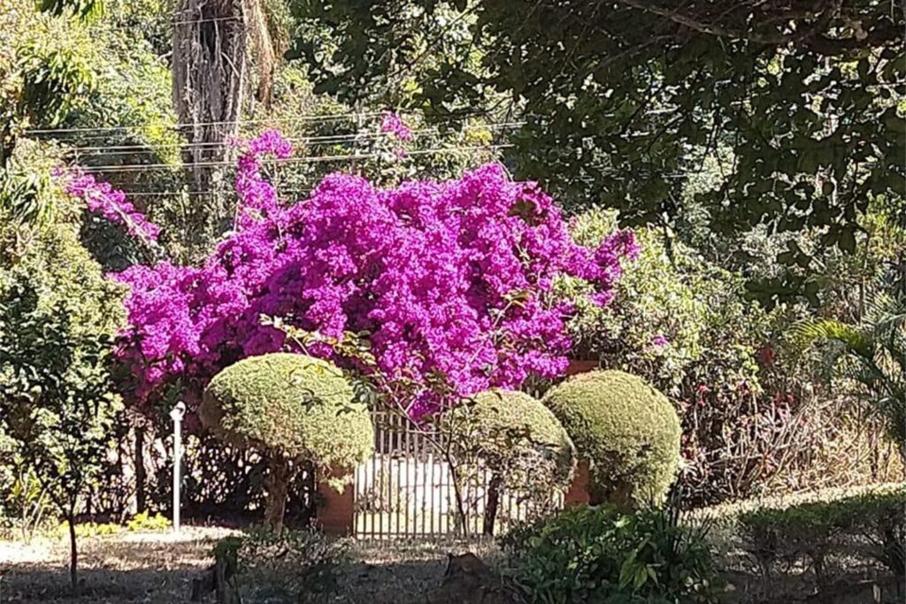 A imagem é a frente de um cartão postal, apresentando uma fotografia em tons de verde e rosa. É dia. Trata-se de um jardim ensolarado. Em primeiro plano, no canto superior direito, parte da copa de uma árvore. Em segundo plano, um gramado com arbustos baixos cortados em formato de cogumelos. Em terceiro plano, no centro da imagem, em destaque, um grande arbusto da planta buganvília (também chamada primavera) com muitas flores rosas sobre um portão. Ao fundo, outras árvores altas, entre elas uma palmeira. #PraCegoVer #ParaTodosVerem