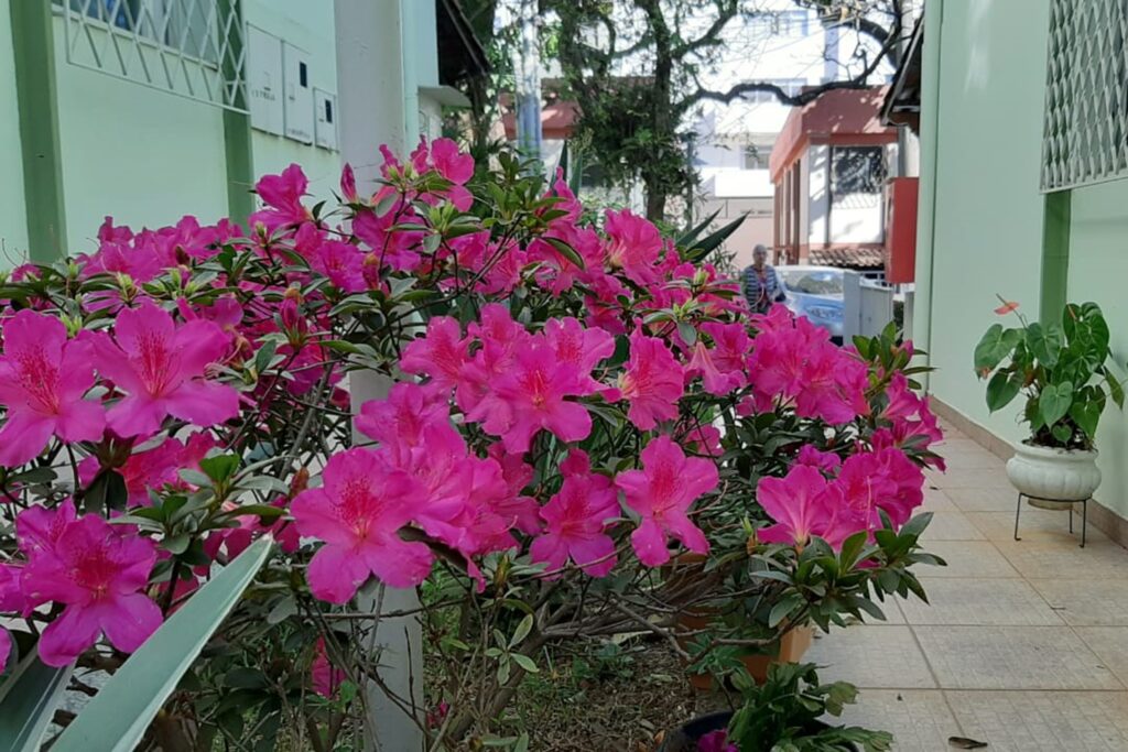 A imagem é a frente de um cartão postal, apresentando uma fotografia em que prevalecem tons de verde e rosa. É dia. Trata-se de um arbusto de flores em área externa de uma casa. Em primeiro plano, em destaque, várias flores de Amarílis da cor rosa ocupam a maior parte da imagem na faixa inferior esquerda. Em segundo plano, à direita, um corredor a céu aberto entre paredes verdes com janelas protegidas por grades. Ao fundo, uma senhora idosa próxima a um carro, além de prédios e árvores. #PraCegoVer #ParaTodosVerem