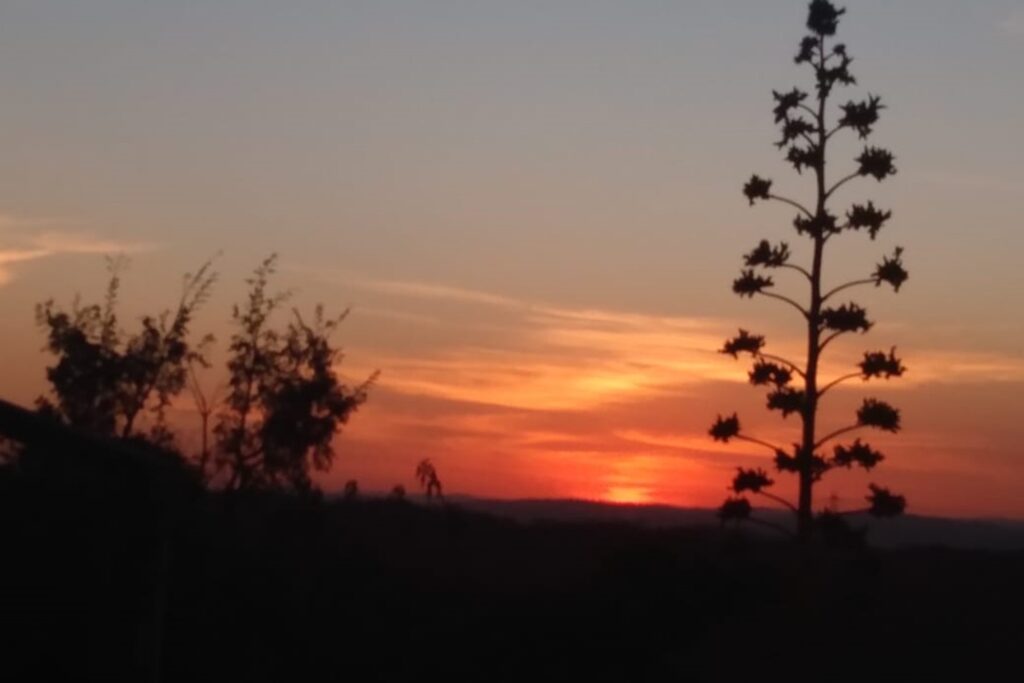 A imagem é a frente de um cartão postal, apresentando uma fotografia em tons de preto, laranja e um azul acinzentado. É fim de tarde. Trata-se de paisagem natural durante o pôr-do-sol. Em primeiro plano, na faixa inferior, algumas plantas pouco iluminadas, destacando-se, no lado direito, uma árvore fina com poucas folhas que atravessa verticalmente toda a imagem. Ao fundo, o sol já se pôs quase completamente sobre mares de morros, tingindo todo o horizonte em tons alaranjados. Na faixa superior da imagem, o céu limpo começa a escurecer. #PraCegoVer #ParaTodosVerem