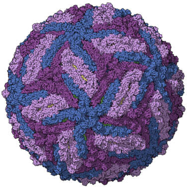 Zika-chain-colored.png
