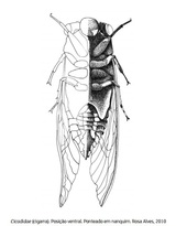cigarra.jpg