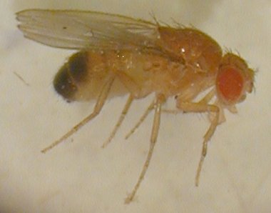 mosca%20drosophila.jpg