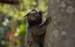 Sagui na Estação Ecológica da UFMG