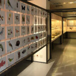 Rede de Museus realiza a exposição “Colecionar o mundo: objetos+ciência+cultura”: de julho a dezembro, no Espaço do Conhecimento UFMG